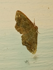 Hypagyrtis