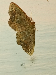 Hypagyrtis