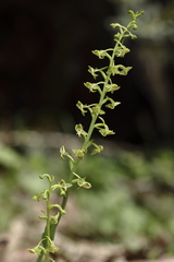 Platanthera edgeworthii