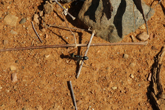 Iridomyrmex viridiaeneus