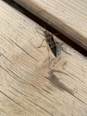 Etorofus obliteratus