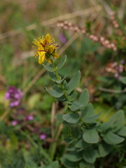 Hypericum maculatum maculatum