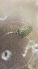 Anaxyrus debilis