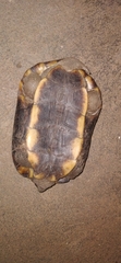 Melanochelys trijuga