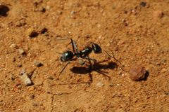 Iridomyrmex viridiaeneus