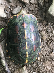 Cuora flavomarginata