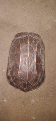 Melanochelys trijuga