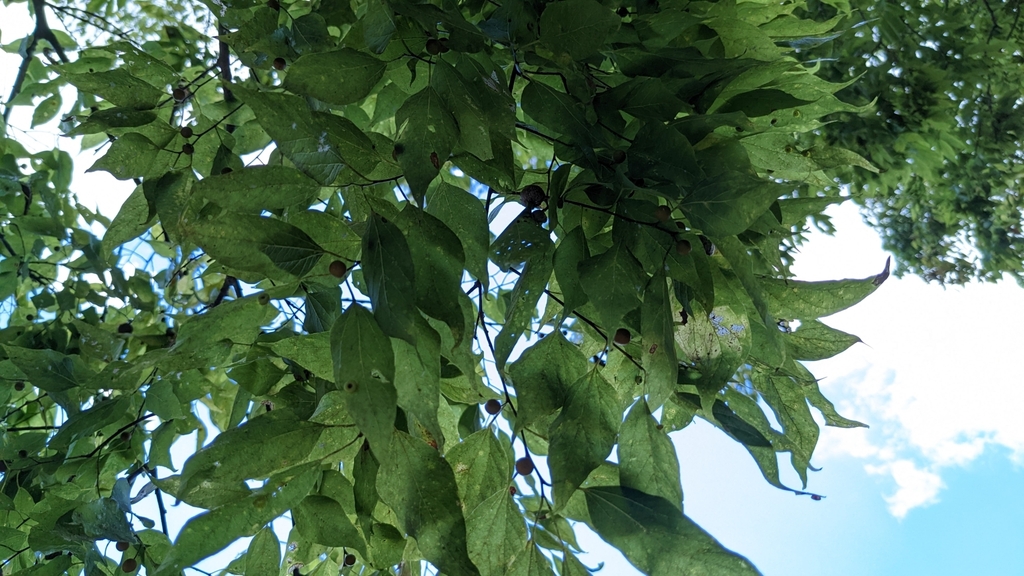 Hackberry (Sugarberry)