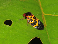Leptataspis rotundata