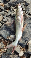 Plicofollis argyropleuron