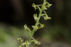 Platanthera edgeworthii