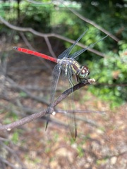 Lathrecista asiatica