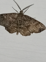 Melanolophia