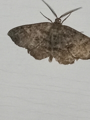 Melanolophia
