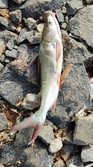 Plicofollis argyropleuron