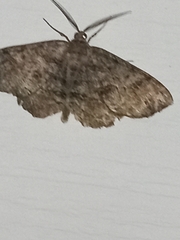 Melanolophia