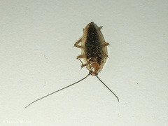 Ectobius vittiventris