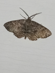 Melanolophia
