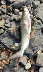 Plicofollis argyropleuron