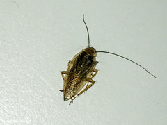 Ectobius vittiventris
