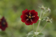Potentilla atrosanguinea