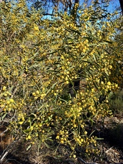 Acacia ligulata
