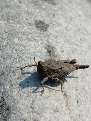 Paratettix mexicanus