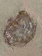 Chrysaora fuscescens