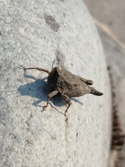 Paratettix mexicanus