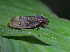 Phymatostetha triseriata