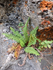 Dryopteris fragrans