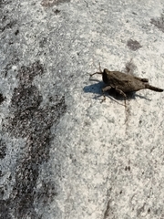 Paratettix mexicanus