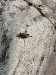 Paratettix mexicanus