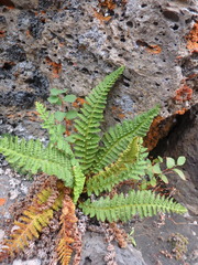 Dryopteris fragrans