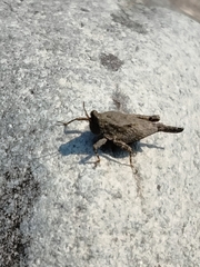 Paratettix mexicanus