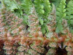 Dryopteris fragrans