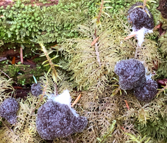 Nectriopsis violacea