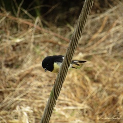 Petroica macrocephala macrocephala