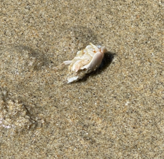 Emerita analoga