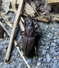 Sphenophorus venatus