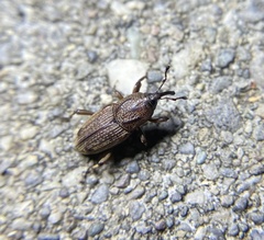 Sphenophorus venatus