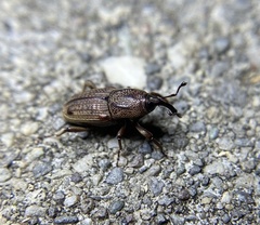 Sphenophorus venatus