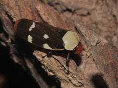 Phymatostetha karenia