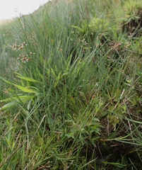 Juncus articulatus