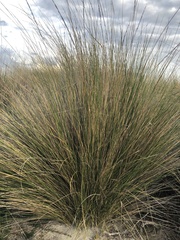 Austrostipa stipoides