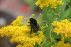 Bombus lapidarius