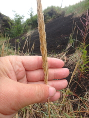 Leymus ajanensis