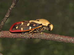 Phymatostetha rufolimbata