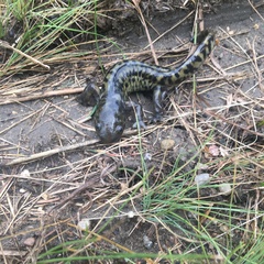 Ambystoma mavortium