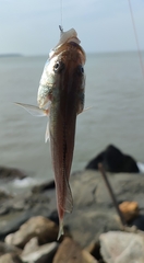 Sciaenidae